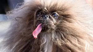 Este perro consigue 5000 dólares por ser considerado como el más feo del mundo