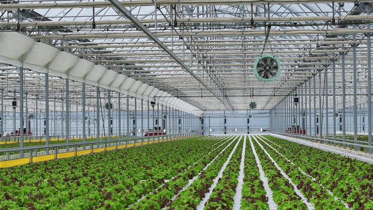 Interior del invernadero multitúnel diseñado por la empresa murciana J. Huete Greenhouses.