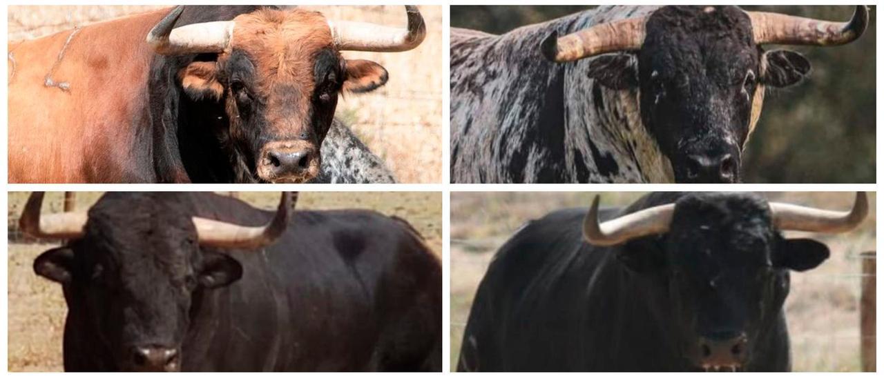 Estos cuatro ejemplares serán exhibidos, si la pandemia no lo impide, en las celebraciones de Sant Antoni Abad y supondrán la presentación en España de la ganadería portuguesa Calejo Pires.