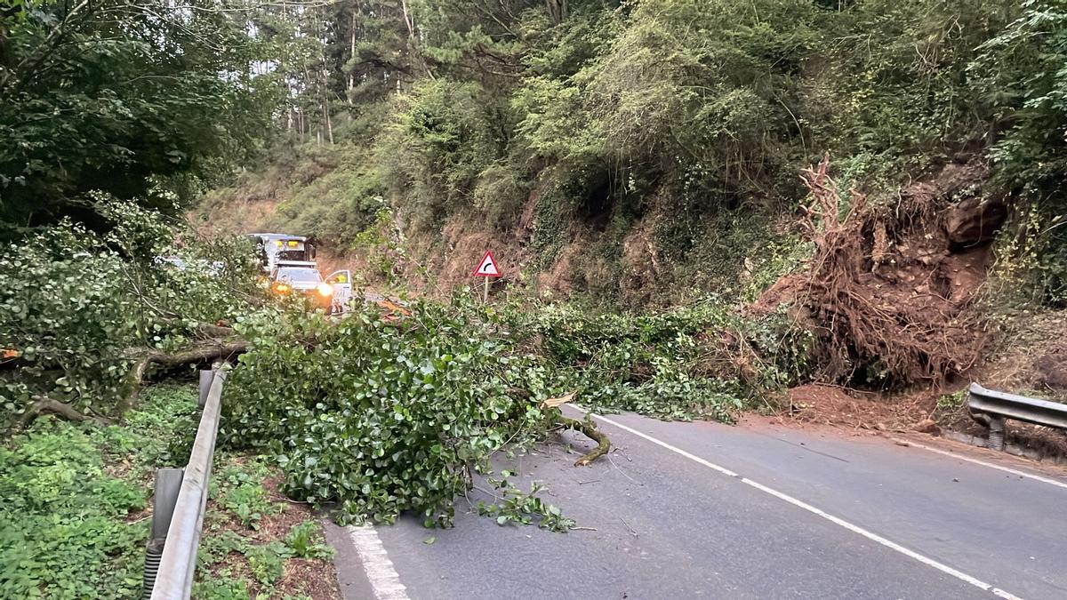 Desprendimiento de un árbol en la AS-15 durante en la mañana de este jueves.