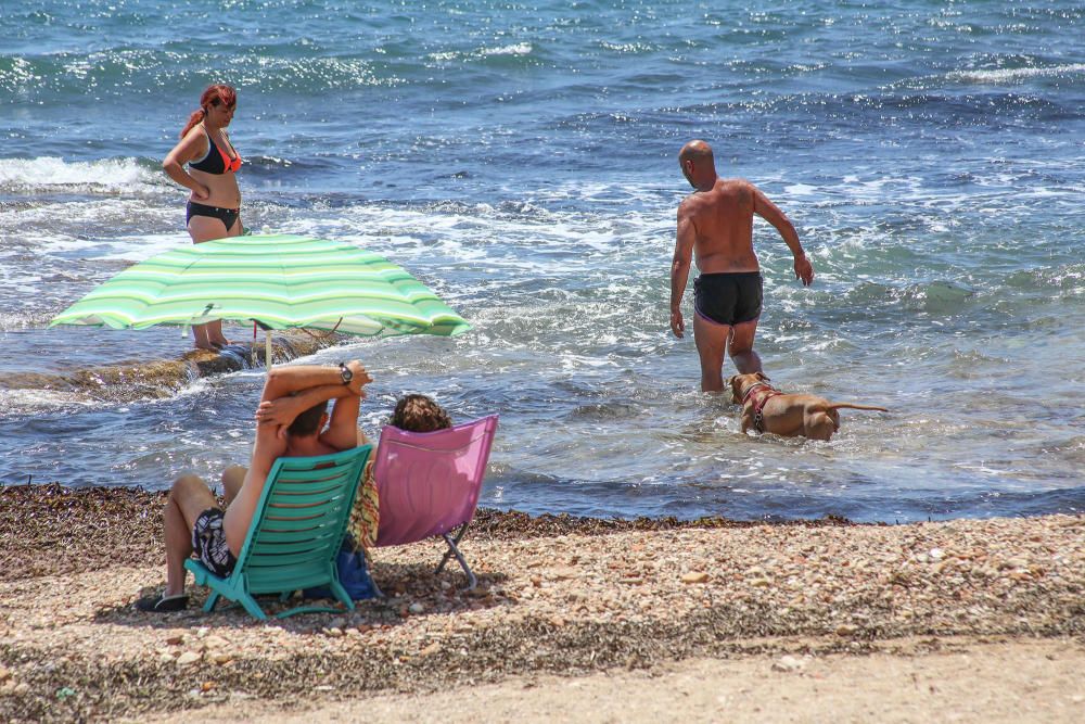 Los bañistas están acudiendo con perros a Punta Margalla y Cala del Moro, las dos playas autorizadas para perros, sin que el Ayuntamiento las haya señalizado todavía.