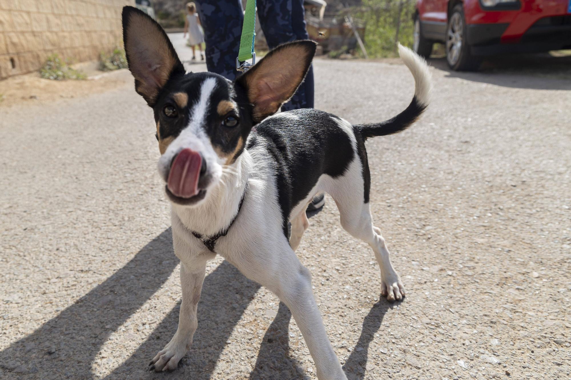 SOS de las protectoras por el "brutal" abandono de mascotas en verano