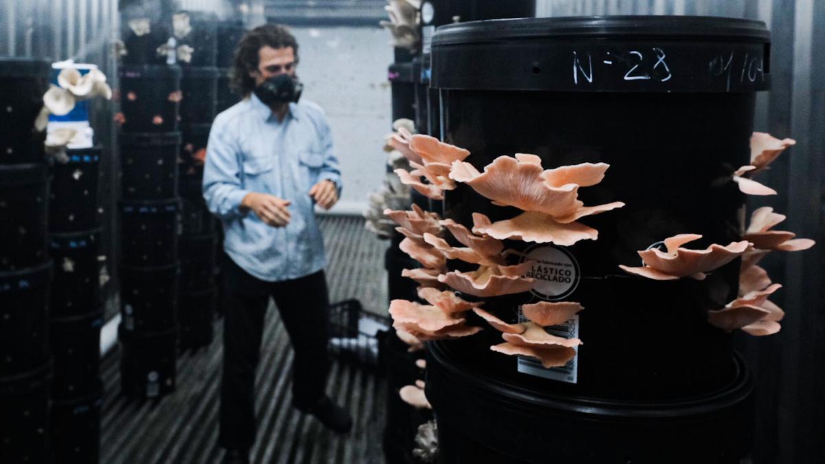 Cultivo de setas con restos de café y plataneras en Gáldar