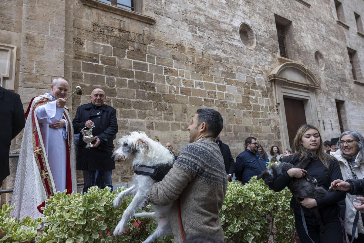 PALMA. BENEIDES DE PALMA 2026.