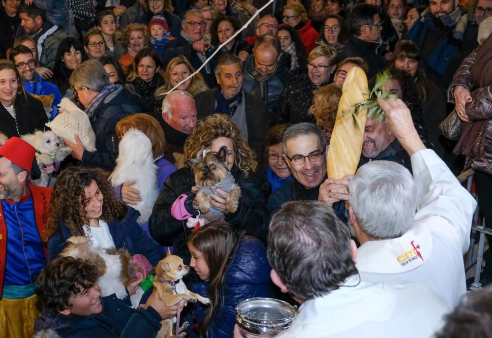 Celebración de San Antón en Elda