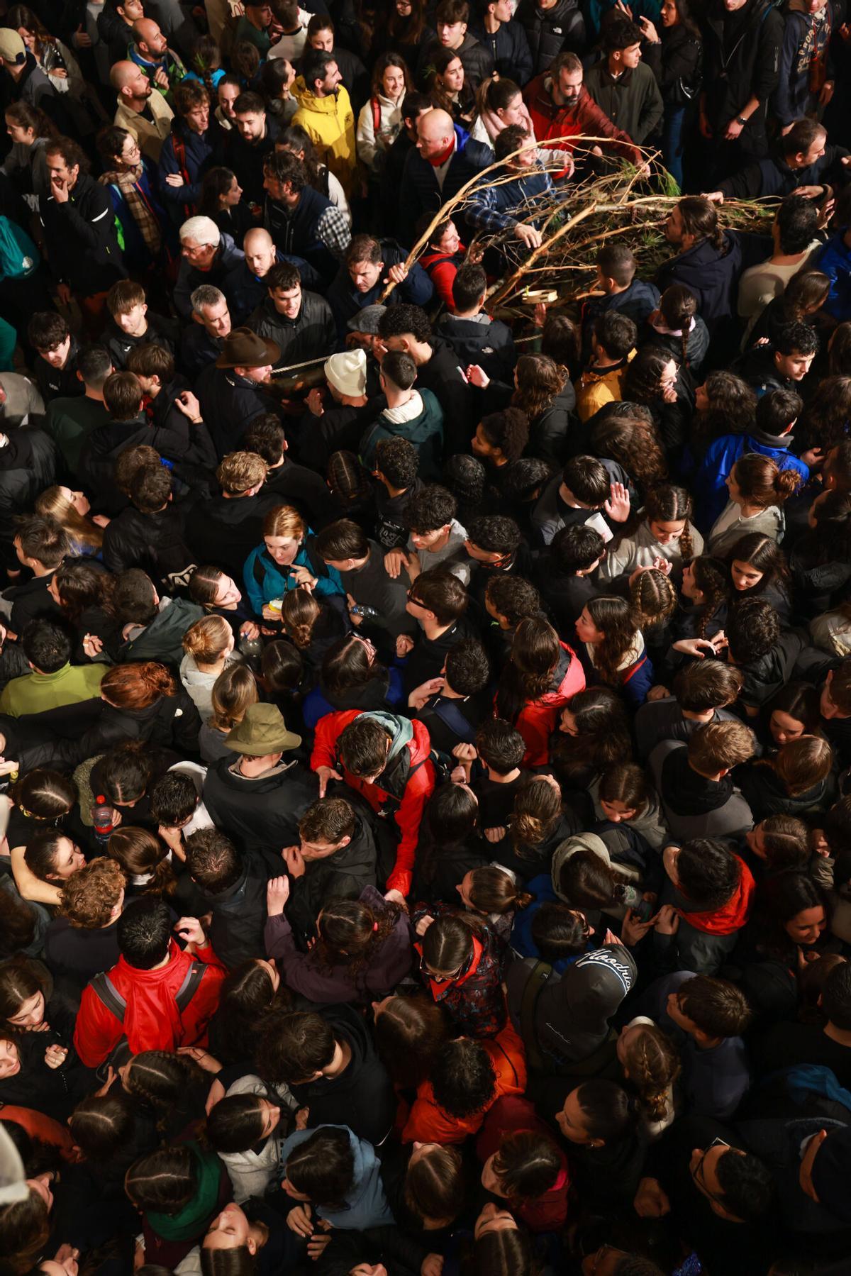 Pi de Sant Antoni de Pollença