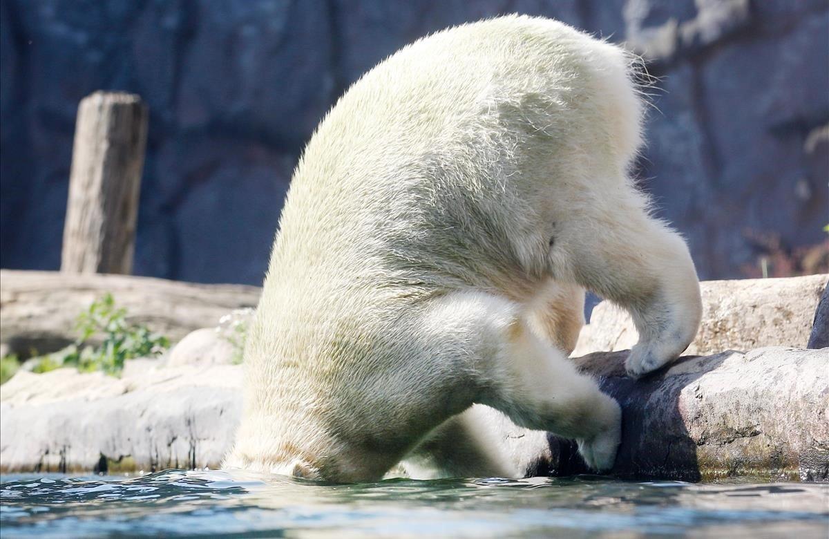 Un oso polar llamado Nanook salta en el agua en el zoológico de Gelsenkirchen, Alemania, donde las temperaturas subieron a 33 grados centígrados.