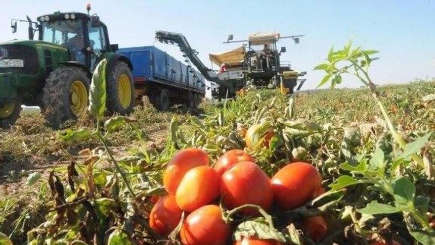 La UCO ensaya el riego con aguas regeneradas en cultivos de olivar y tomate