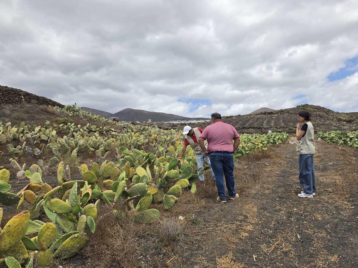Proyectos de recuperación de terrenos agrícolas en Lanzarote subvencionados por la Reserva de la Biosfera