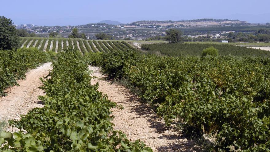 Panorámica de una parcela de viñedos de Moscatel en el municipio de Cheste.