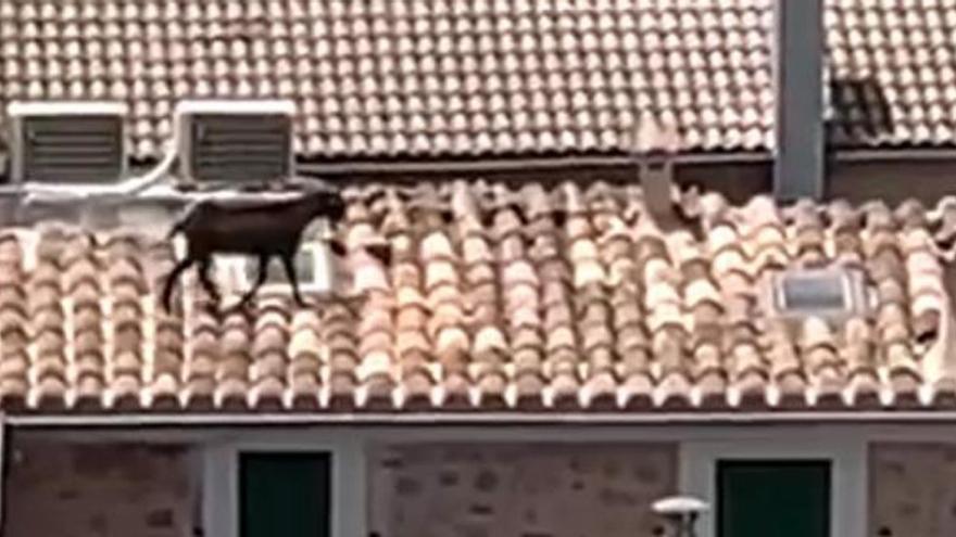 Auf Dächern und in Gärten: Traumdorf Sóller auf Mallorca sendet Hilferuf wegen Ziegenplage