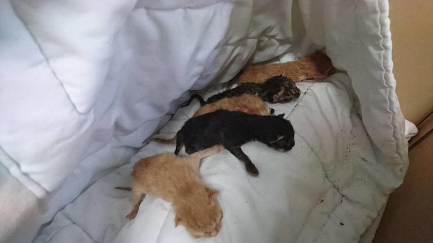 Efectivos de Emergencias de Vilagarcía rescatan en Fontecarmoa a cinco gatos abandonados entre la maleza