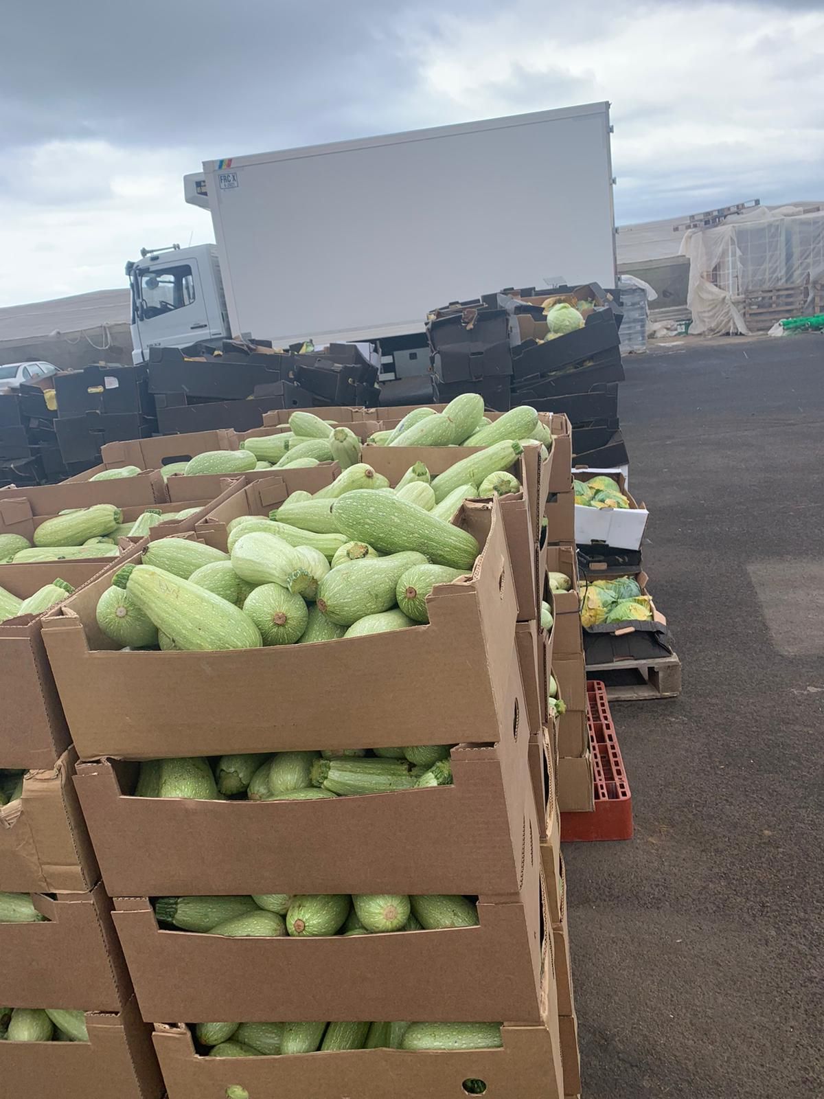 Agricultores tinerfeños tiran kilos de verdura a la basura por los excedentes de producción.