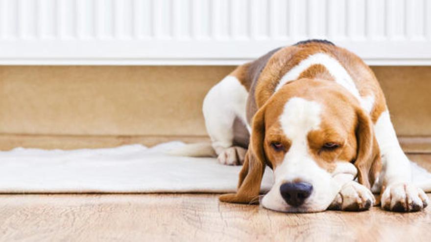 Com protegir la teva mascota de la calor d&#039;aquest estiu