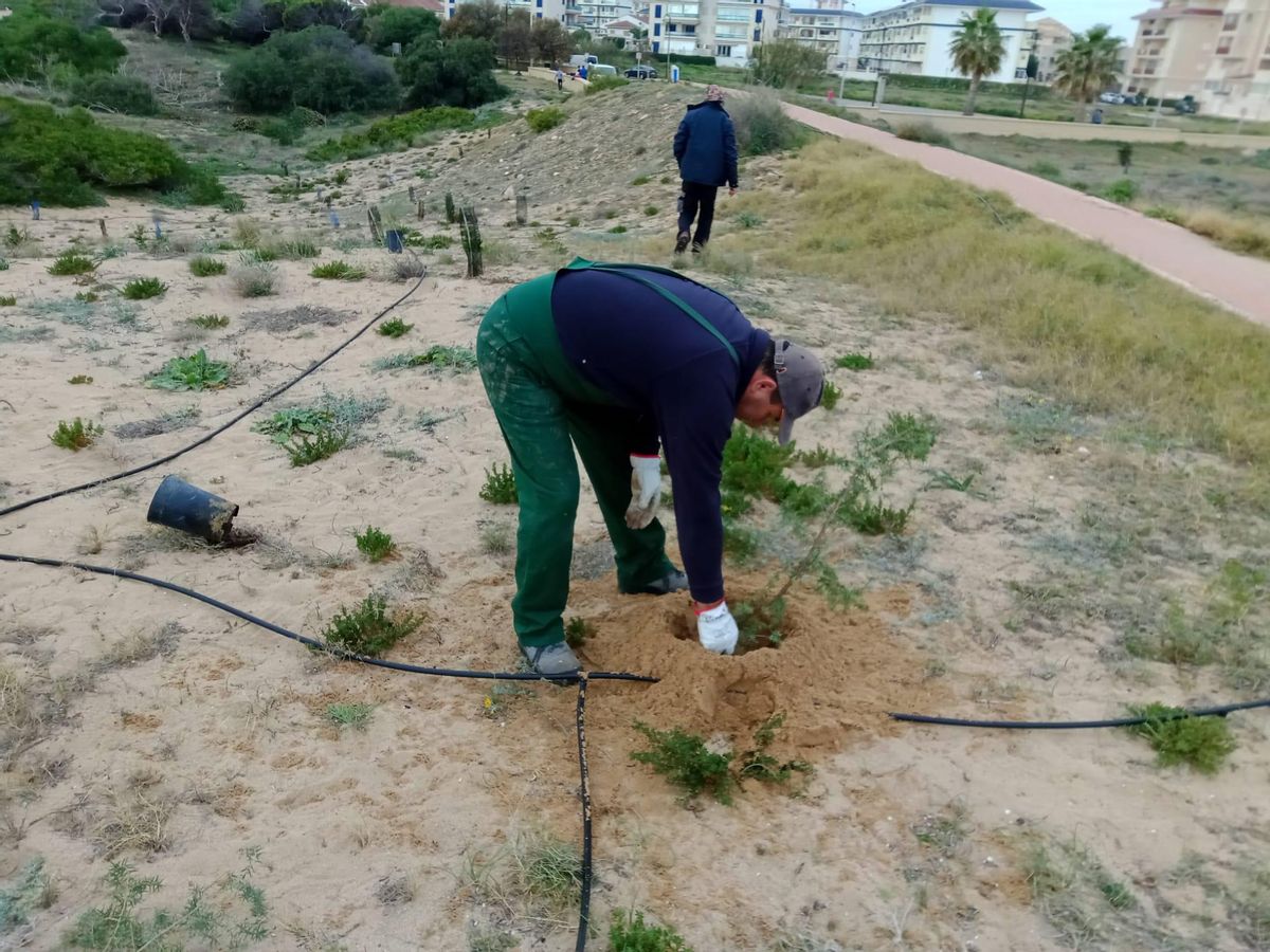Trabajos de restauración del bosque dunar en el Paraje Natural del Molino del Agua de Torrevieja.