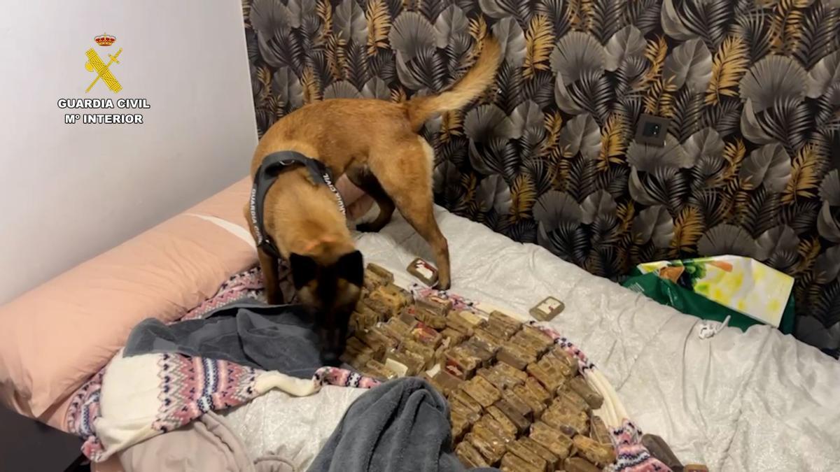 Un perro sobre los 34 kilos de hachís incautados.