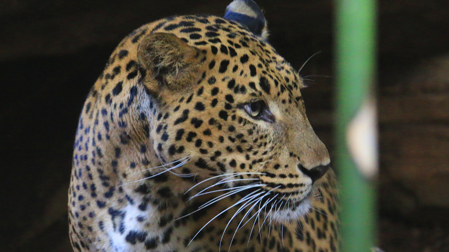 El zoo de Fuengirola reabre el jueves con un aforo limitado a 400 personas