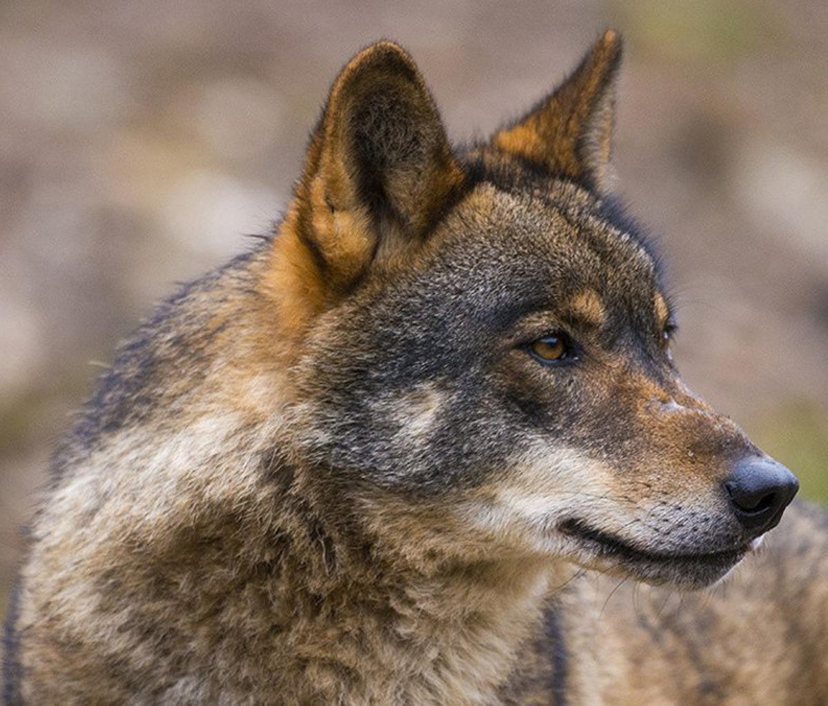 Un lobo ibérico.
