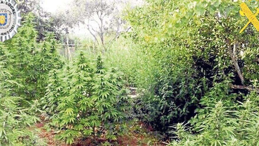 Cuatro detenidos con 17 kilos de marihuana en Sant Antoni de Portmany