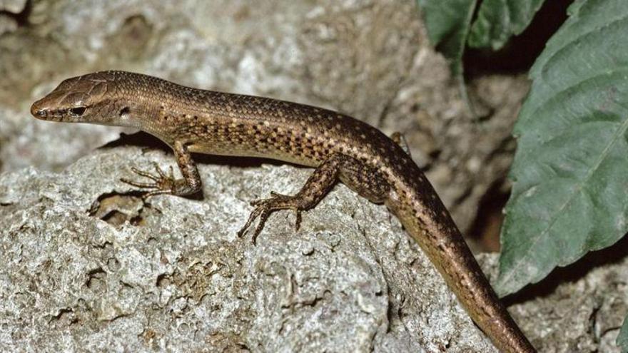 Tres reptiles endémicos de una isla australiana, dados por extintos en libertad