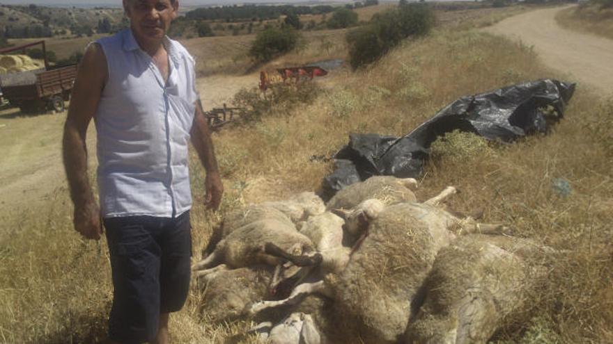 Un ganadero de El Maderal afectado por una de las últimas lobadas en la zona.