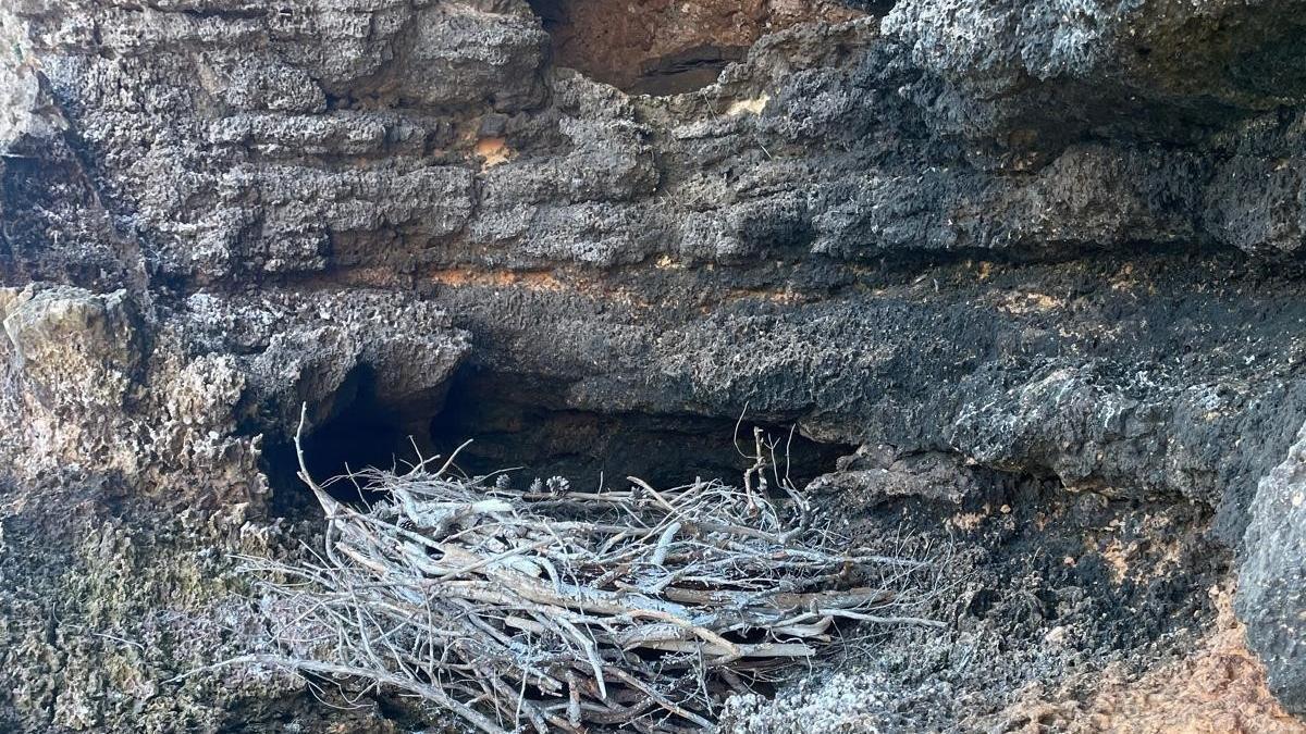 Instalan ocho nidos artificiales para favorecer la recuperación del águila pescadora en Baleares