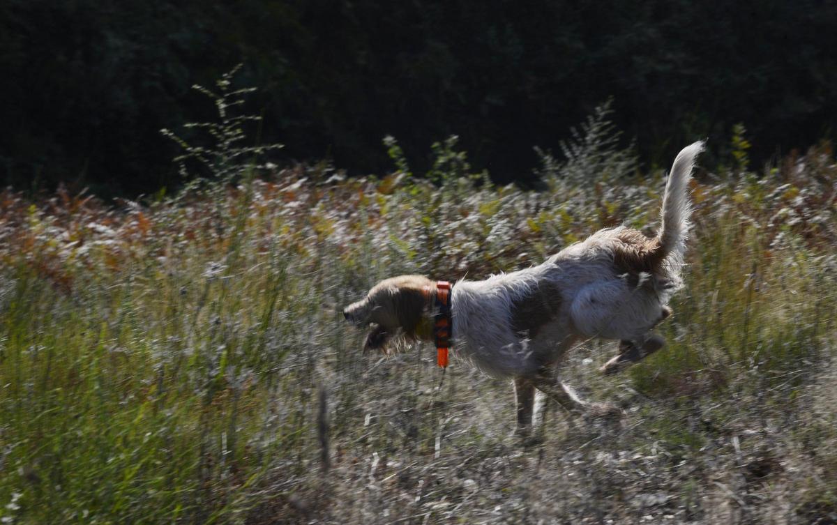 Imagen de un perro de caza.