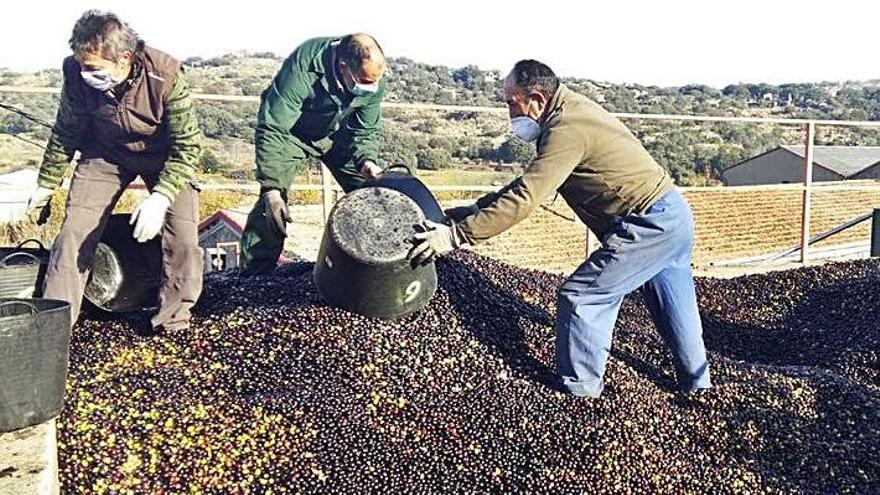 Fermoselle: a la rica aceituna