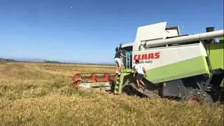 Los arroceros de la Ribera Baixa, al límite: los precios ya no cubren los costes