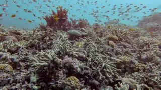 La Gran Barrera de Coral australiana sufre su mayor declive desde que hay registros