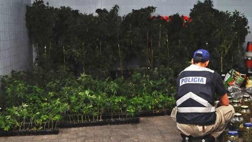 La marihuana incautada en la nave de Cualedro. // Policía