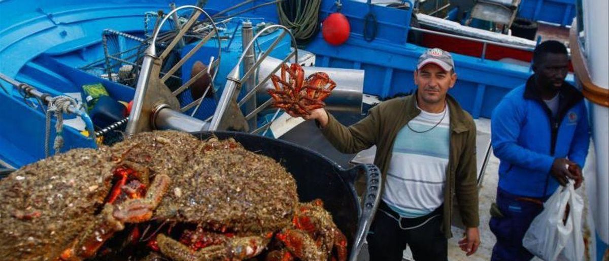 El marisc gallec s’encareix un 33% per als àpats nadalencs El marisc gallec s’encareix un 33% per als àpats nadalencs
