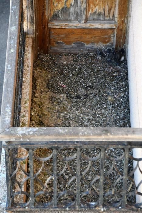 Casa abandonada llena de palomas en Ingenio