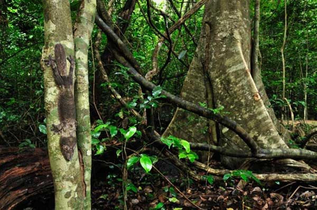 Geco de cola plana sonbre el tronco de un árbol en el Parque Nacional de Ankarana.