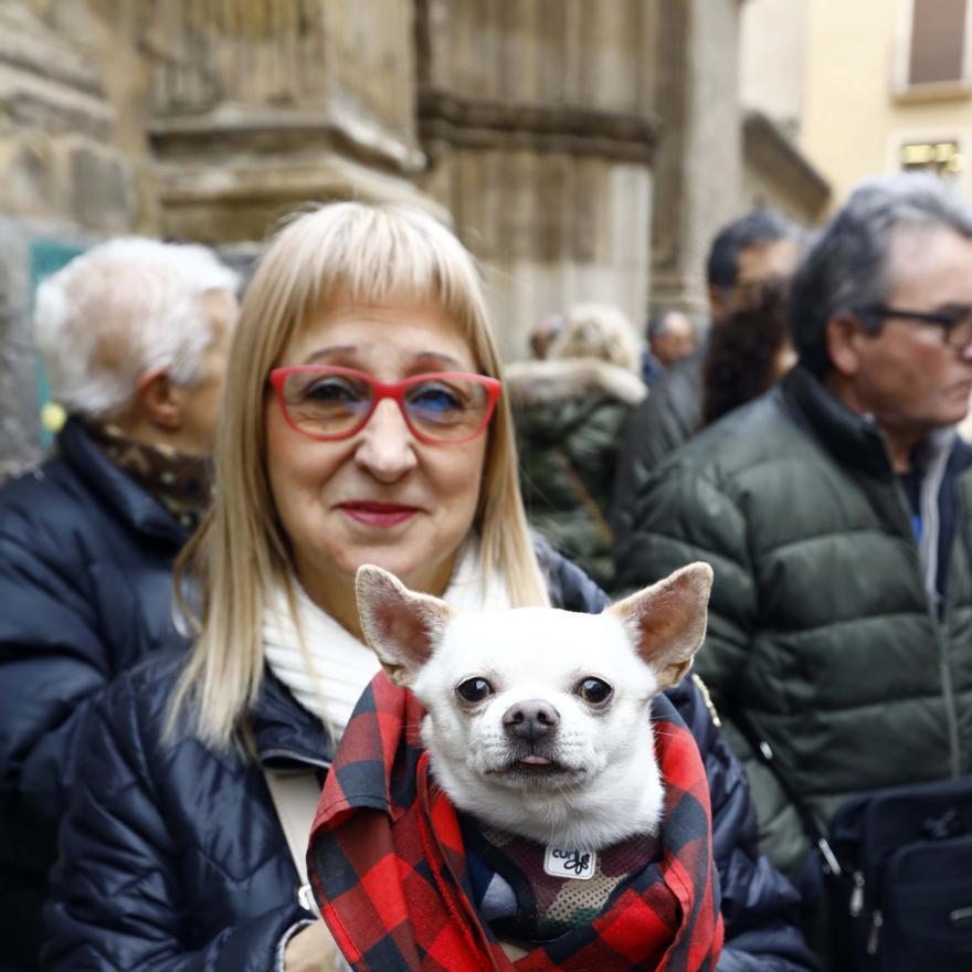 Los zaragozanos acuden a la parroquia de San Antón para la tradicional bendición de sus animales