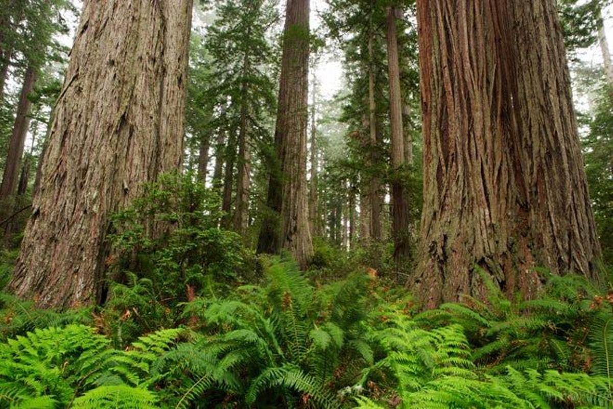 Parque Nacional de Redwood, Estados Unidos
