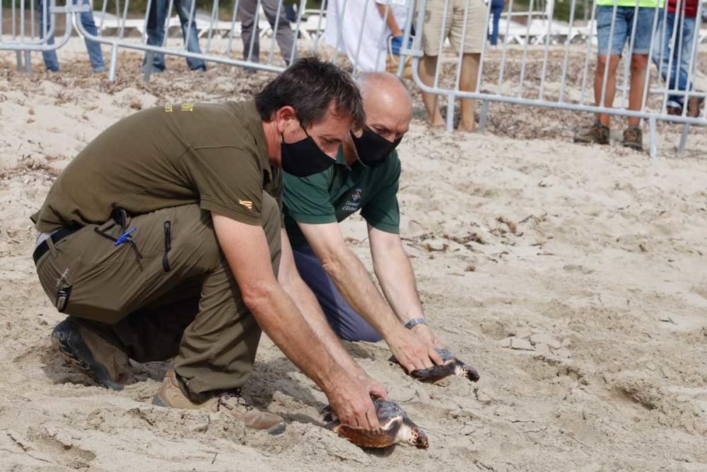 Liberadas en Ibiza 26 tortugas de la primera puesta registrada en Baleares