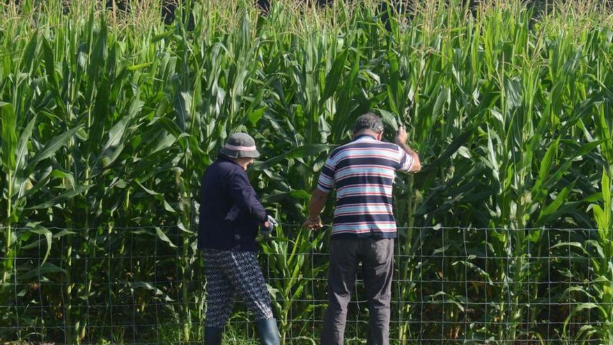 Colocación de un cierre tras daños por los jabalíes | Noé Parga