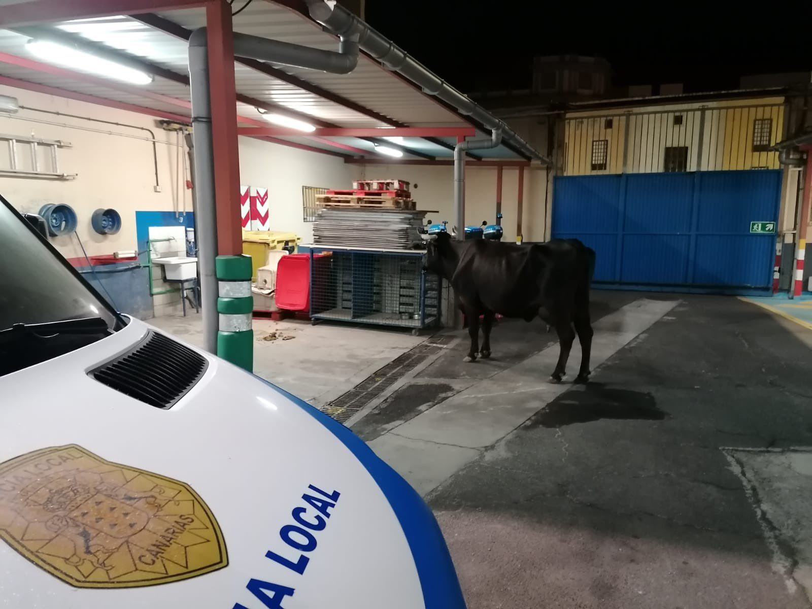 Esta es la vaca que acabó detenida en Tenerife