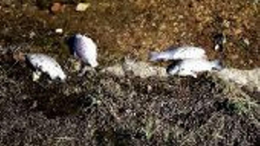 Aparecen cientos de peces muertos en aguas del Alange