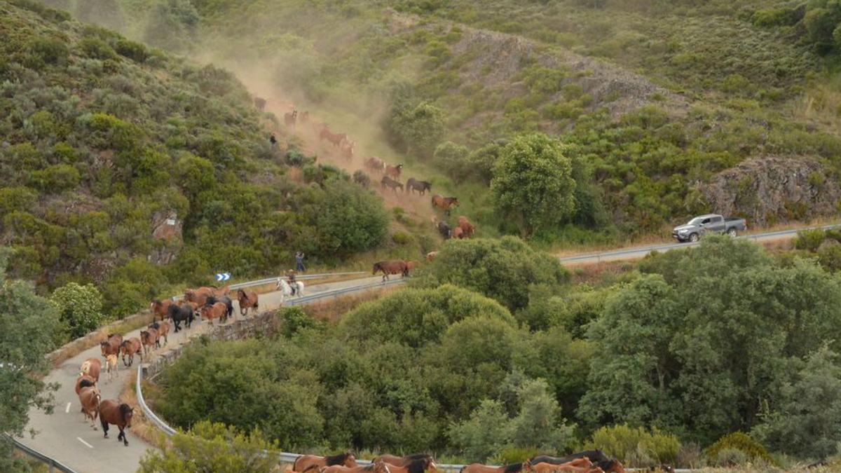 La yeguada reclama los pastos de verano