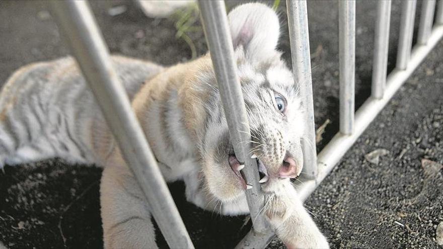 La Junta quiere prohibir los circos con animales en todos los municipios extremeños