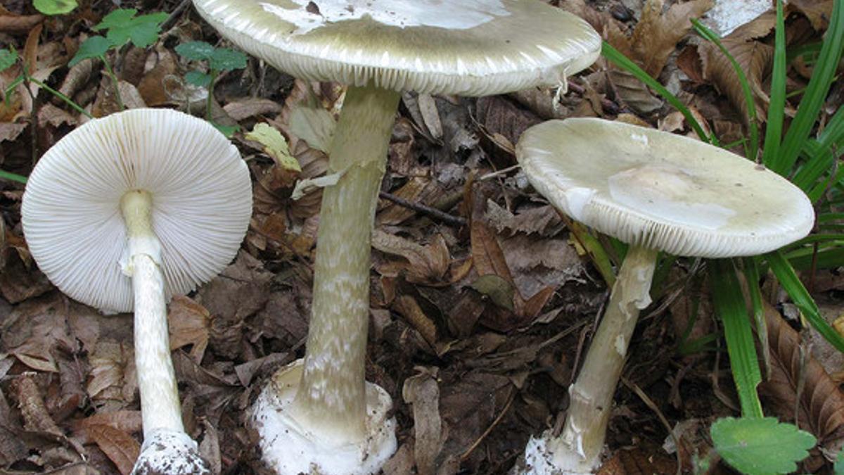 'Amanita phalloides'.