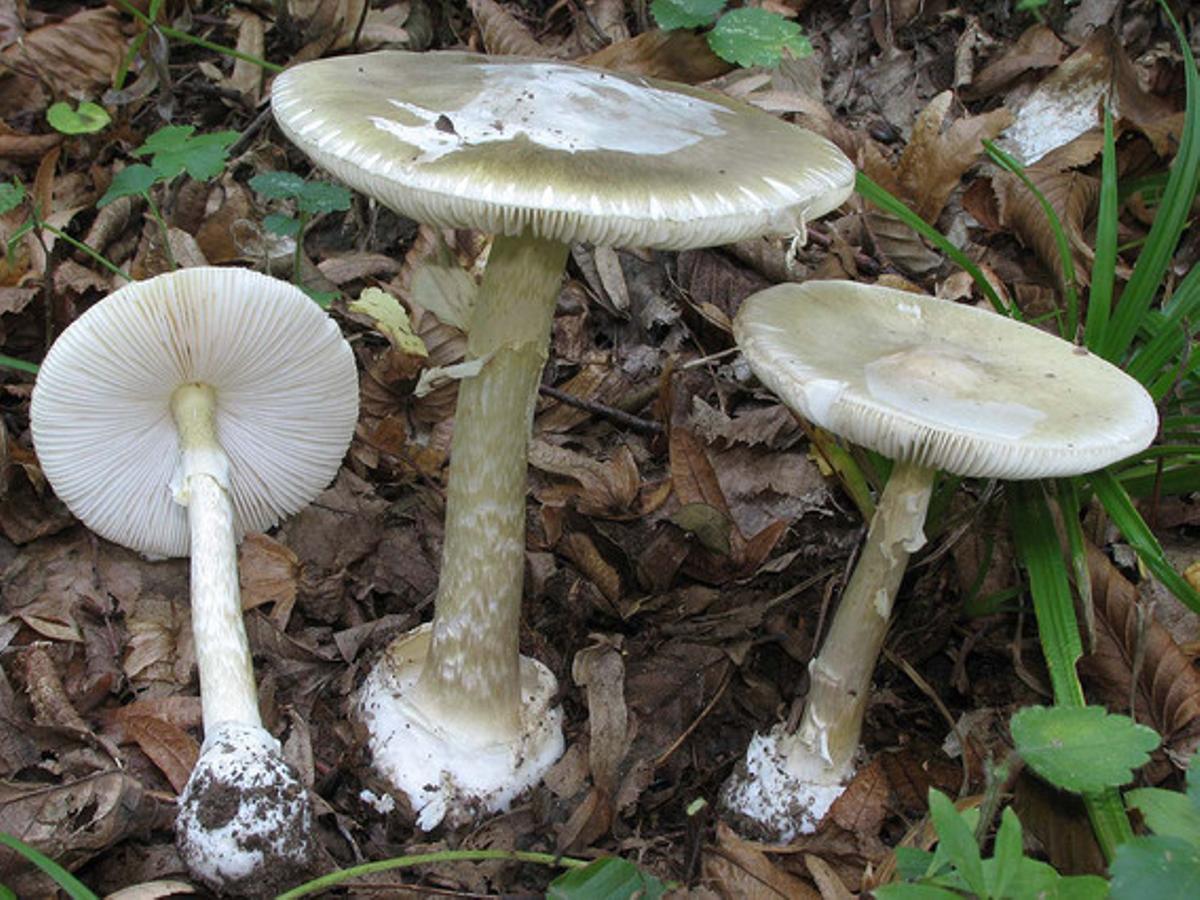 ’Amanita phalloides’.