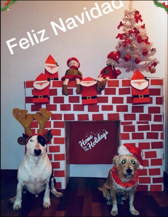 Las mascotas navideñas de los lectores de Levante-EMV