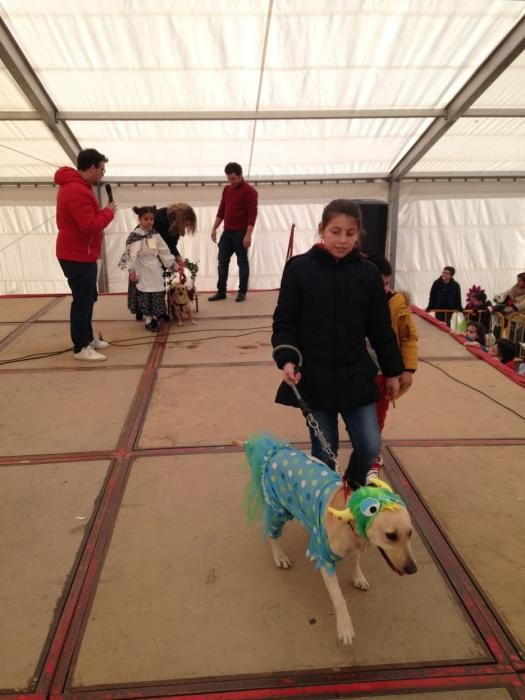 Carnaval en Toro: Concurso de mascotas