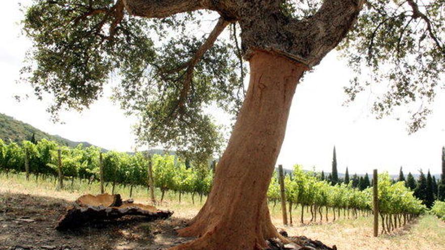 Una alzina surera pelada a l&#039;Alt Empordà.