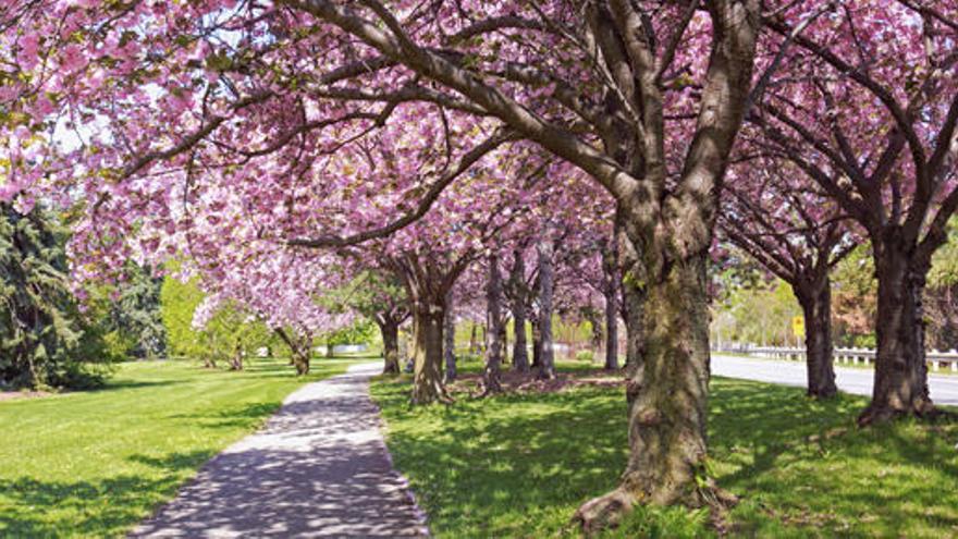 Ya ha llegado la primavera