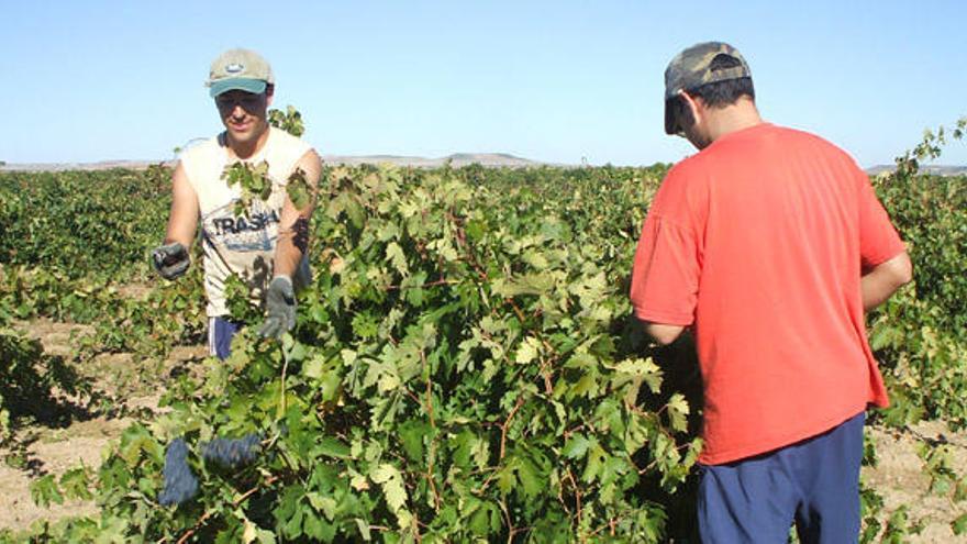 Dos jóvenes vendimiadores recolectan las uvas de una cepa en la pasada campaña de vendimia.