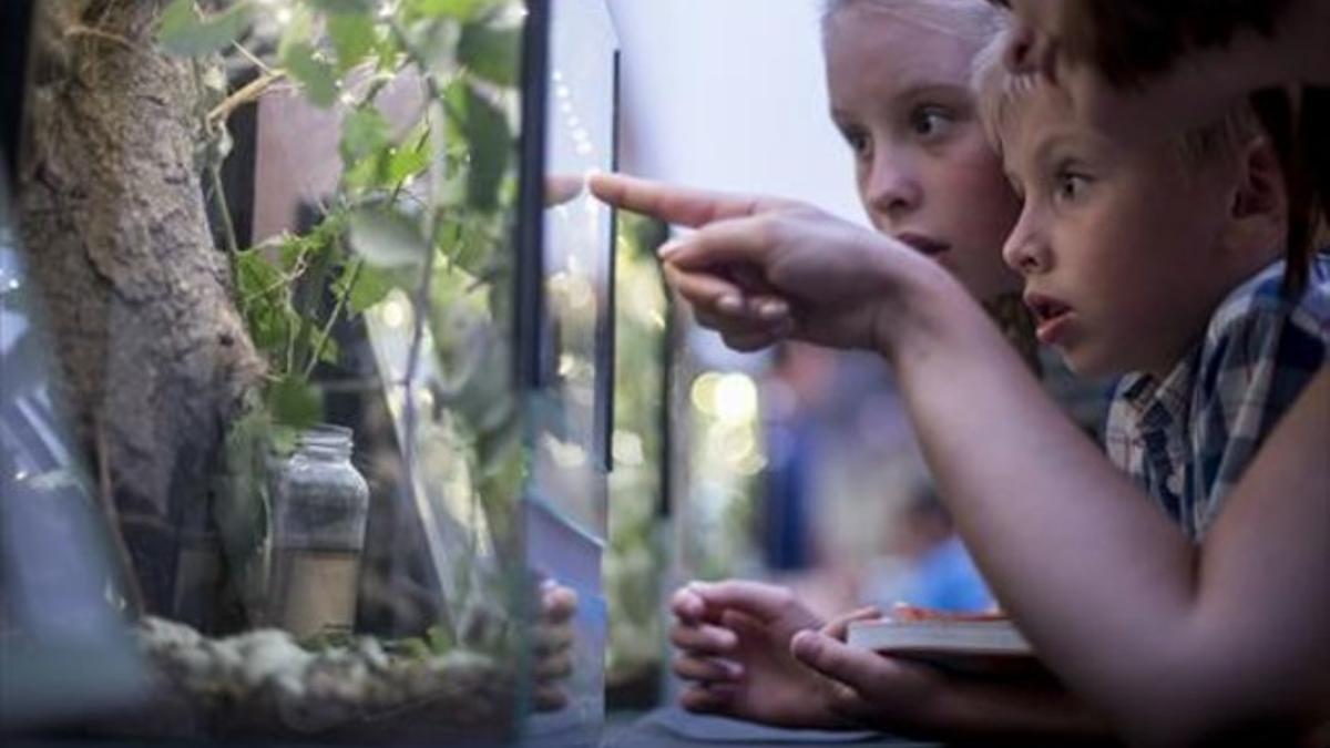 Niños observan un insecto palo, ayer en la muestra de invertebrados exóticos del Zoo de Barcelona.